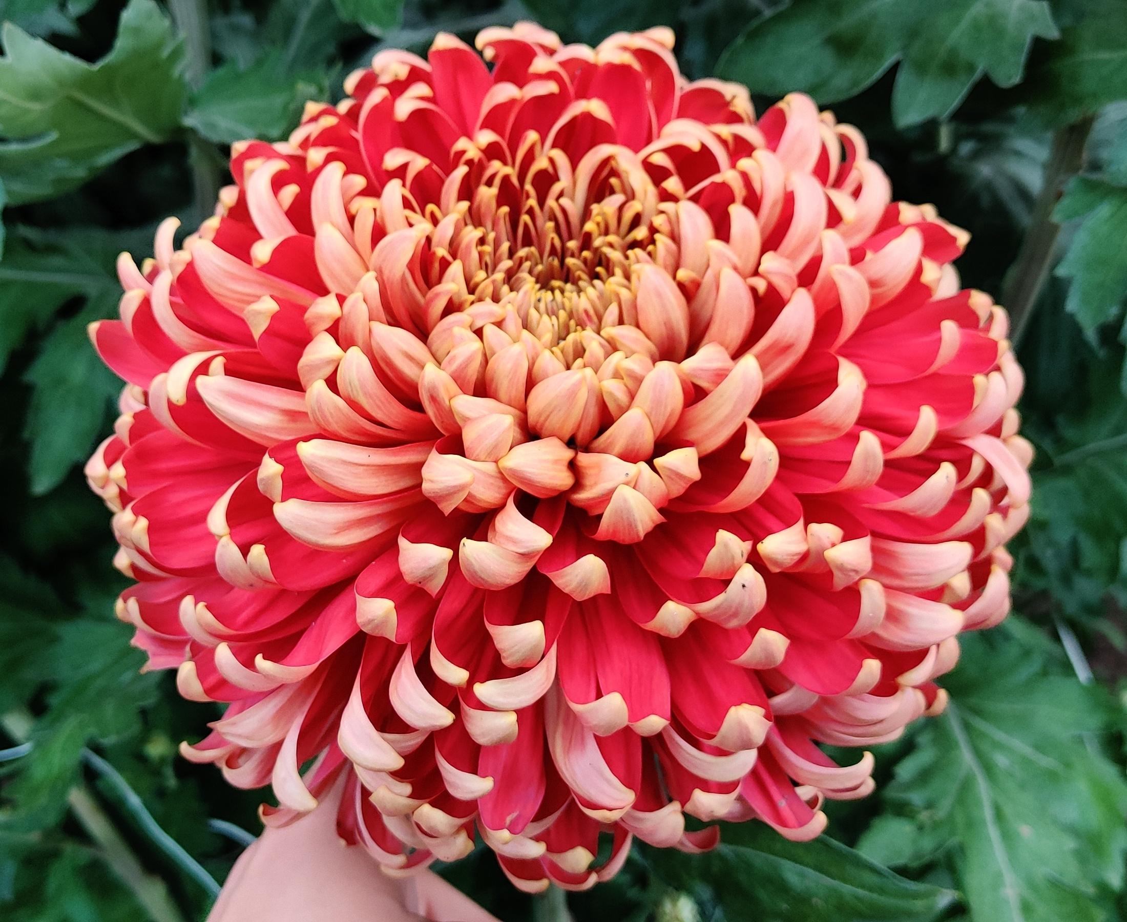Bislet Red