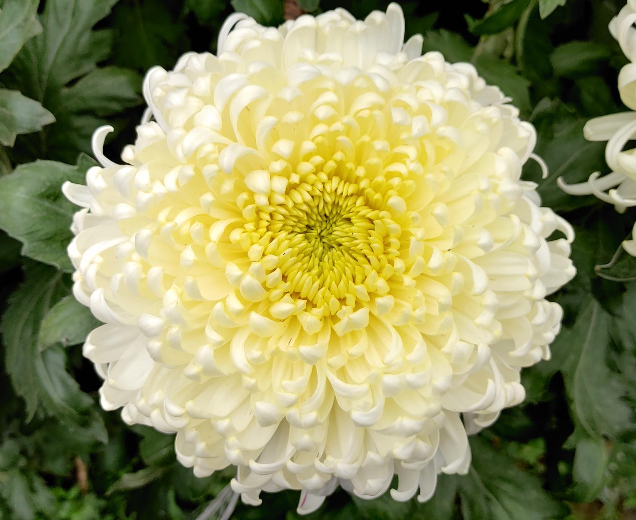 Bislet White