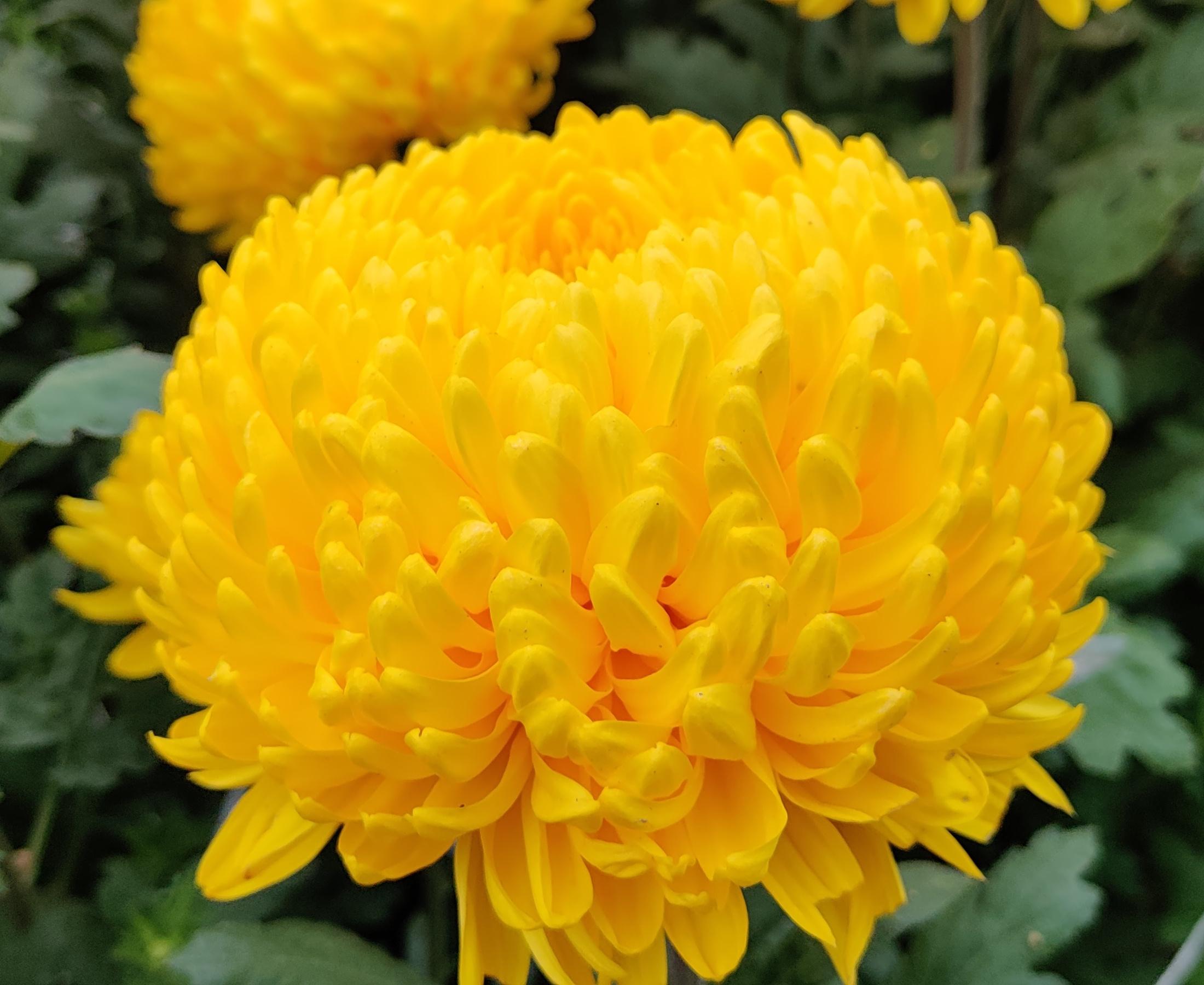 Cremist Yellow